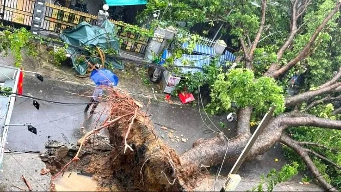 Cắt tỉa cây xanh ưu tiên bảo đảm an toàn trước mùa mưa
