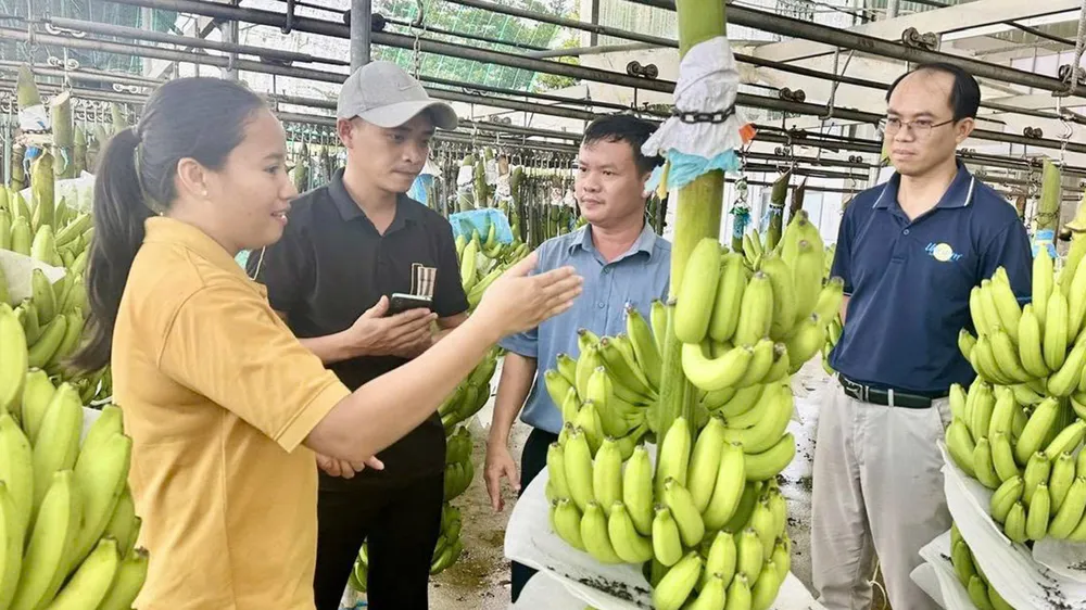 Nhân viên Công ty CP Nông nghiệp U&I (Unifarm) tại dây chuyền phân loại, đóng gói chuối thành phẩm. Ảnh: XUÂN TRUNG
