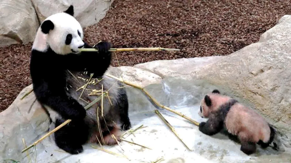 Yuan Meng cùng mẹ tại vườn thú Beauval
