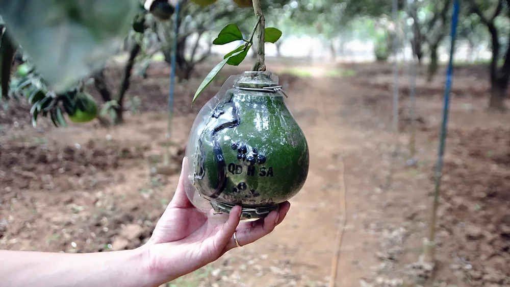 Bưởi ngọt Tân Triều