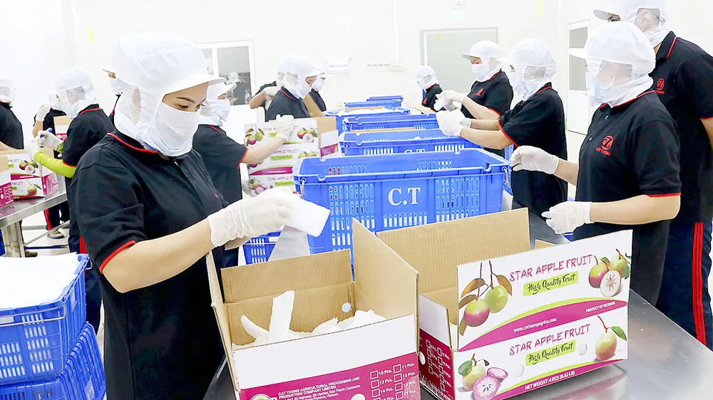 Hồi sinh cây vú sữa Tiền Giang