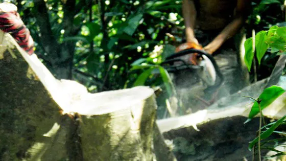 Vụ sai phạm tại Ban Quản lý rừng phòng hộ Bắc Biển Hồ: Khởi tố thêm 3 bị can