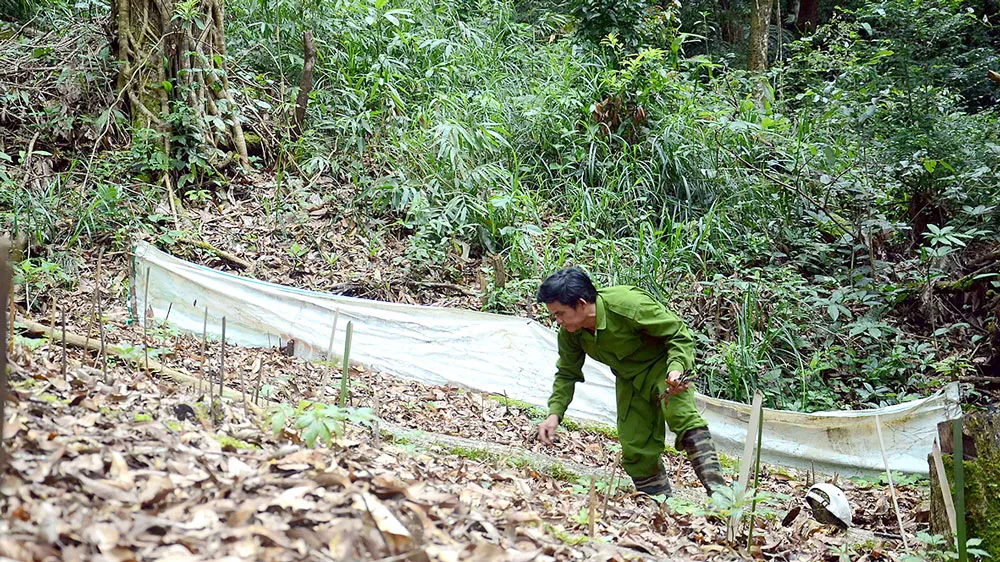 Một hộ dân trên huyện Tu Mơ Rông trồng sâm dưới tán rừng