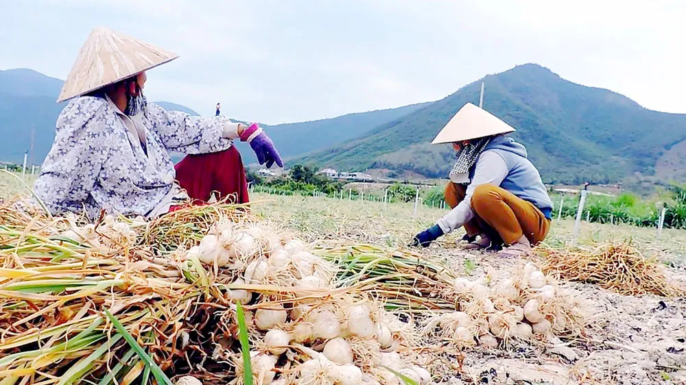 Nước mắt tỏi Khánh Hòa 
