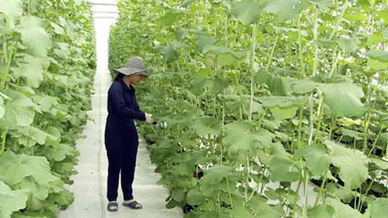 Khu Nông nghiệp công nghệ cao TPHCM công bố 4 giống cây ngắn ngày 
