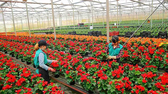 Hơn 1.500ha hoa Đà Lạt phục vụ thị trường tết