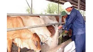 Cấp hơn 40.000 liều vaccine tiêm phòng dịch lở mồm long móng