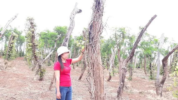 Giá hồ tiêu thấp kỷ lục, dân không dám trồng mới