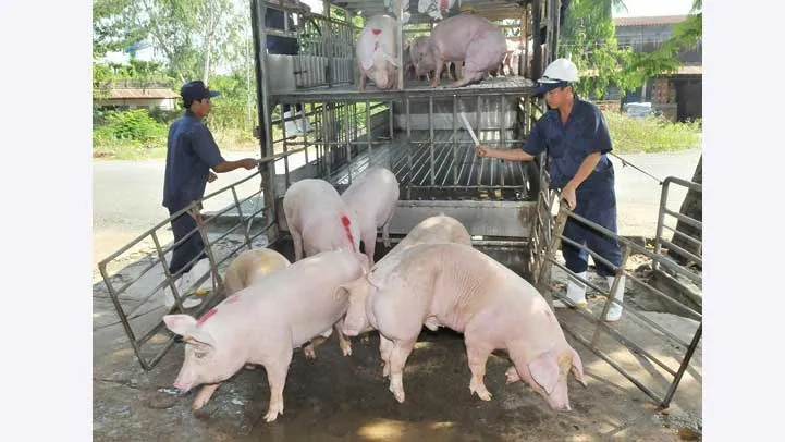 Kiểm soát dịch tả heo châu Phi tại các đầu mối giao thông