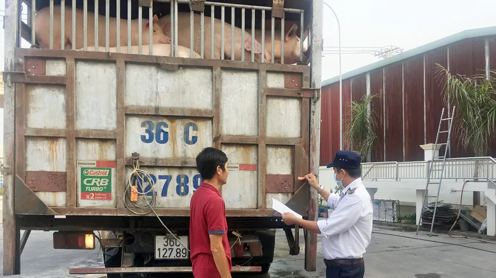 Nhân viên kiểm dịch kiểm tra niêm phong xe chở heo