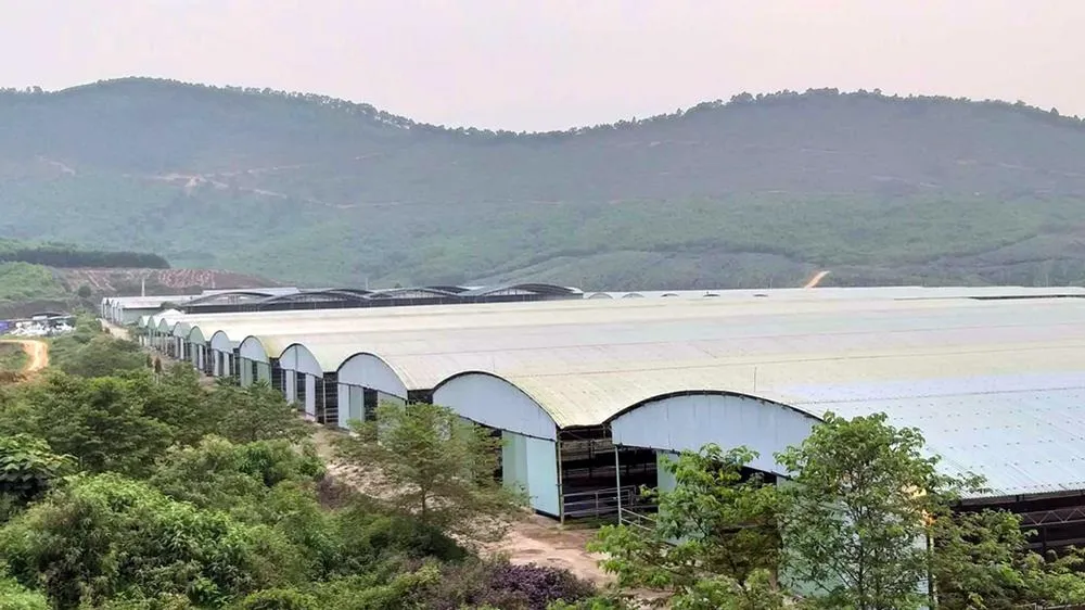 Hệ thống chuồng trại bỏ không tại Dự án chăn nuôi bò của Công ty Bình Hà