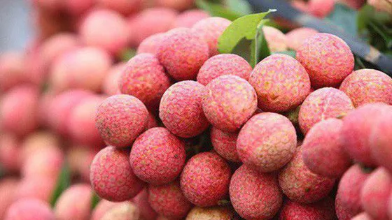 Vải thiều chuẩn bị vào mùa