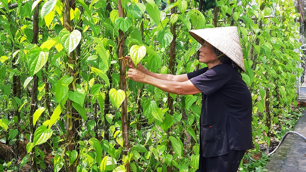 Khôi phục làng trầu Vị Thủy