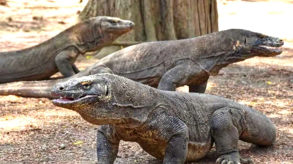 Indonesia hạn chế du khách đến đảo Komodo