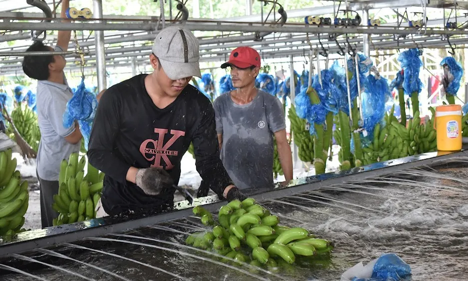 Người lao động thu hoạch chuối tại một trang trại trồng chuối ở huyện Củ Chi, TPHCM. Nguồn: Thanhuytphcm