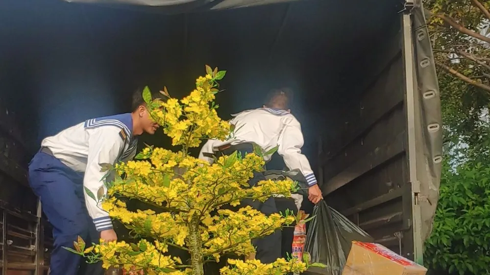 Các chiến sĩ Hải quân chuyển chậu hoa mai xuống cảng để gửi ra nhà giàn