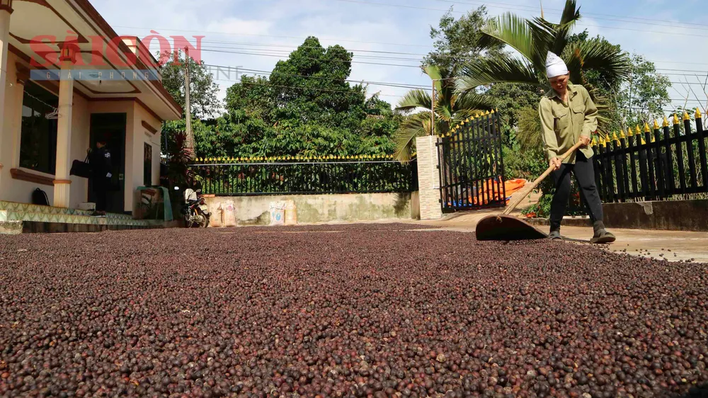 Giá cà phê tại Lâm Đồng tăng cao kỷ lục