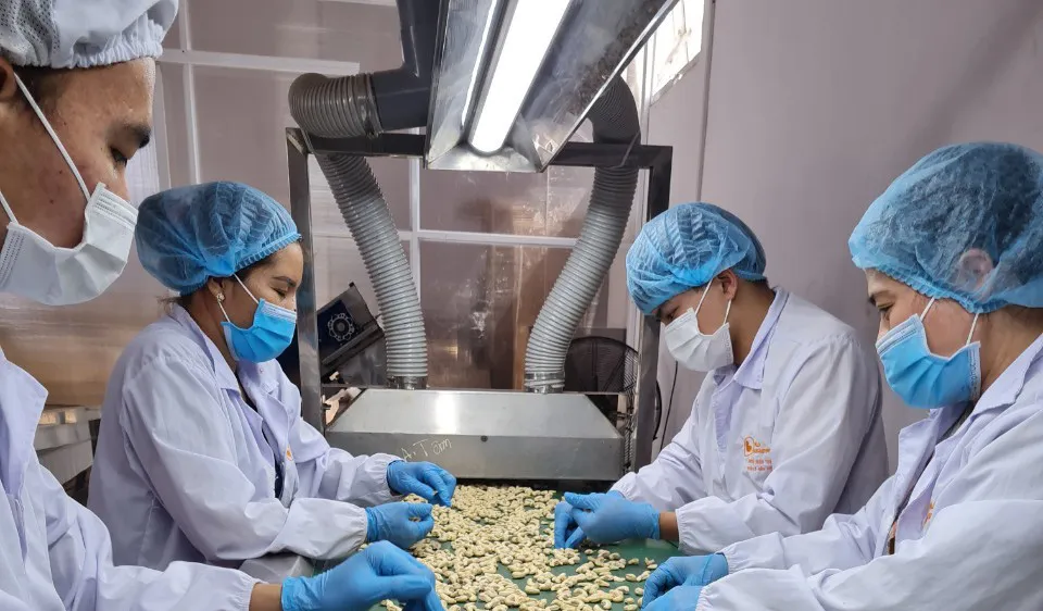 Dây chuyền sản xuất hạt điều xuất khẩu tại Công ty TNHH Hạt điều Vàng