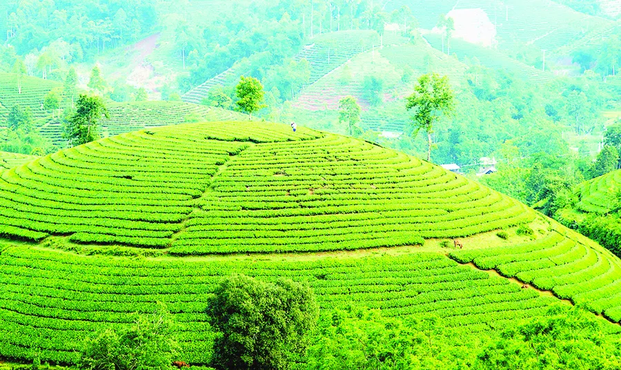 Say đắm nông trường chè