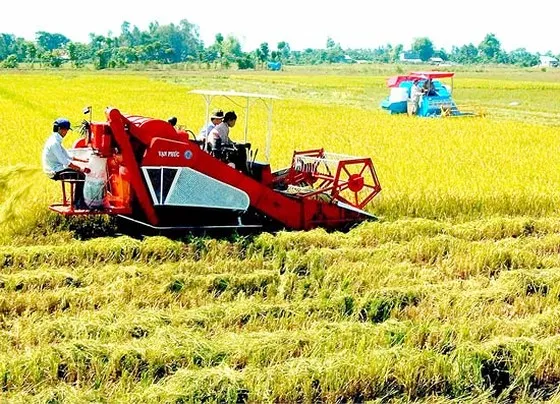 Hơn 10.000ha canh tác lúa gạo bền vững