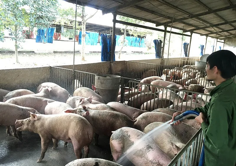 Xây dựng chuỗi sản xuất thịt heo xuất khẩu