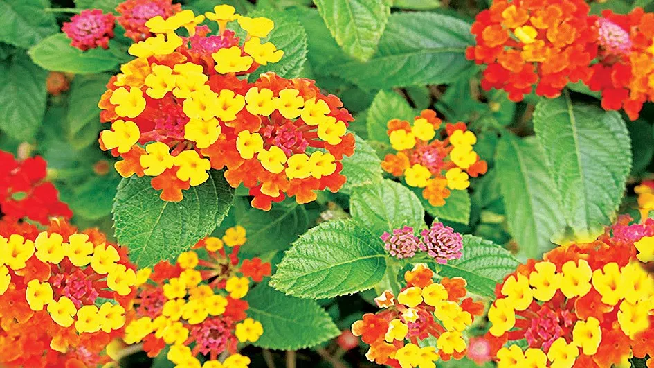 Bó hoa ngũ sắc