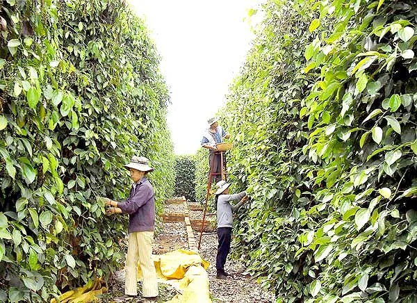 Bà Rịa - Vũng Tàu: Hơn 600 thanh niên giúp nông dân thu hoạch tiêu