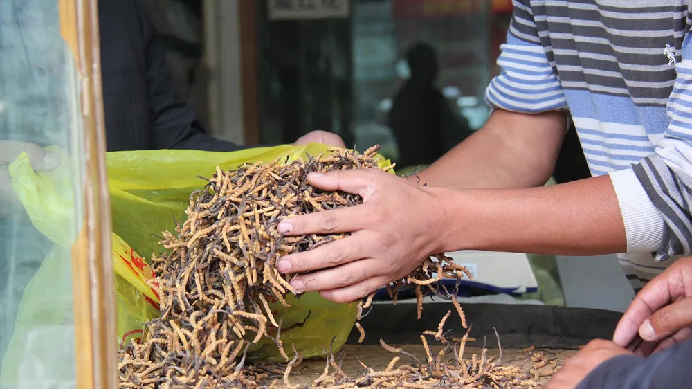 Thật - giả “tiên dược” đông trùng hạ thảo - Bài 2: Chi tiền tỷ mua... niềm tin