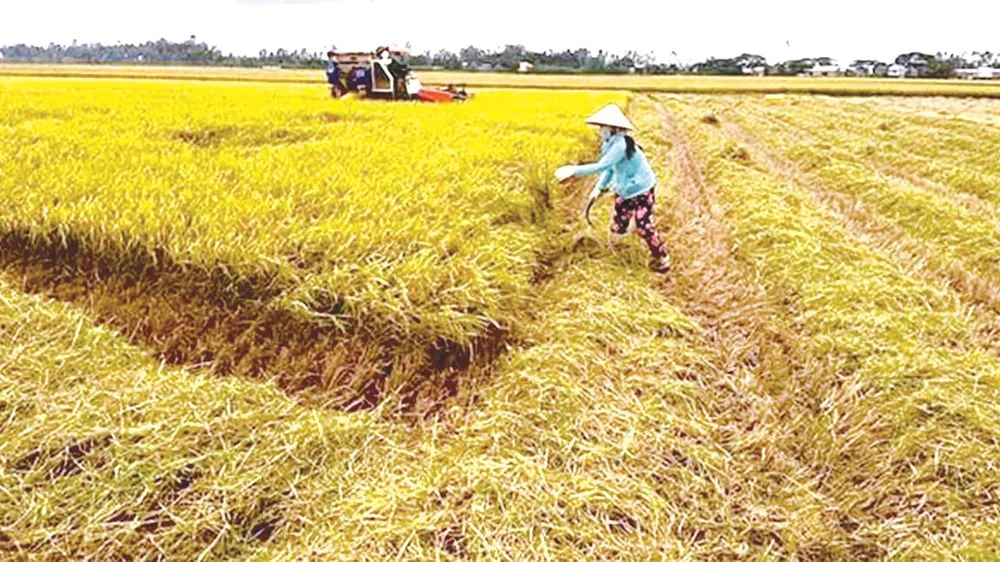 Mùa chạy lúa