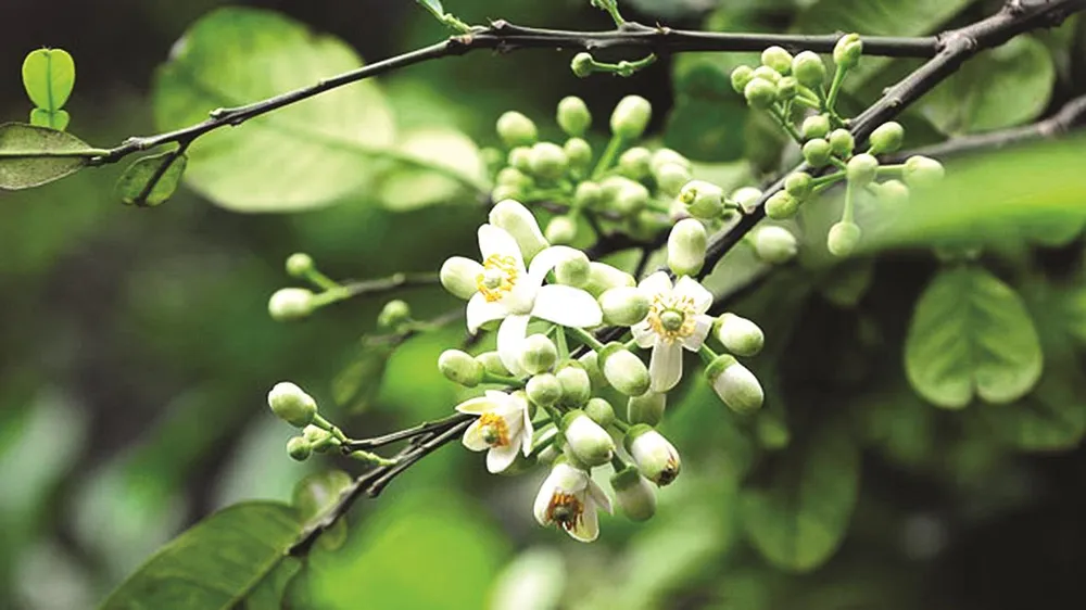 Thời hương bưởi