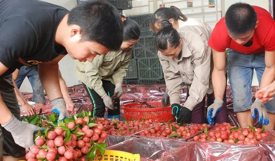 Các bộ, ngành, địa phương hỗ trợ xuất khẩu vải thiều