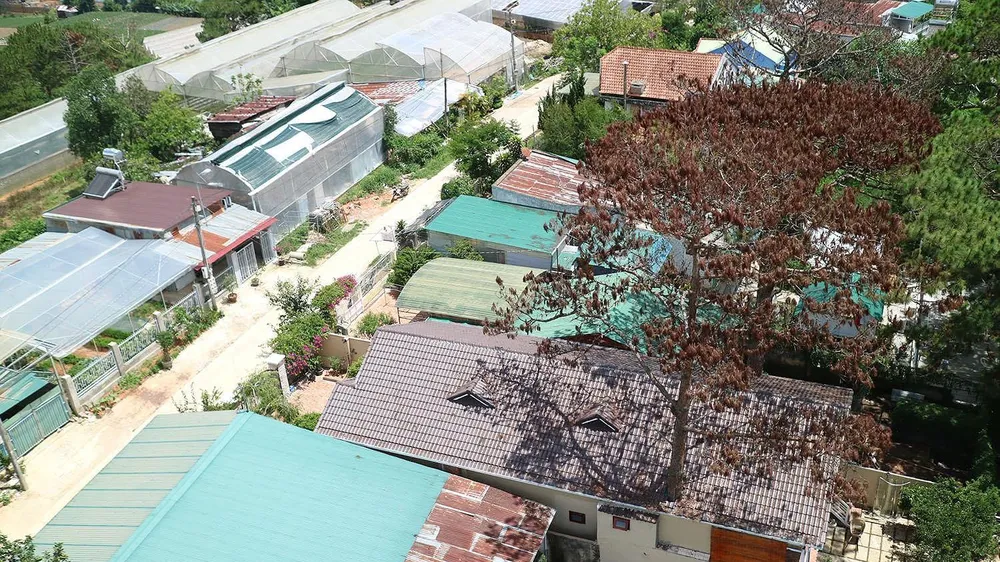 Hai cây thông bị "nhốt" trong nhà chết khô, được phát hiện chưa lâu tại tổ dân phố 18, phường 3, TP Đà Lạt. Ảnh: ĐOÀN KIÊN