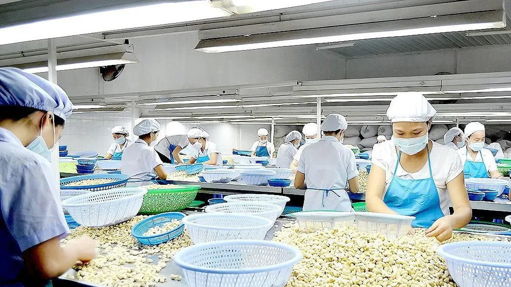 Hỗ trợ nâng cao chất lượng điều thô Mozambique