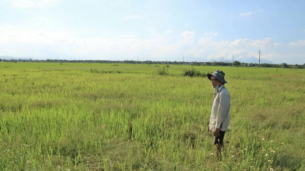 Ông Nguyễn Thanh Cơ buồn rầu nhìn 3 sào ruộng lúa gần 1 tháng tuổi của mình ngả màu vàng úa do thiếu nước. Ảnh: NGỌC PHÚC