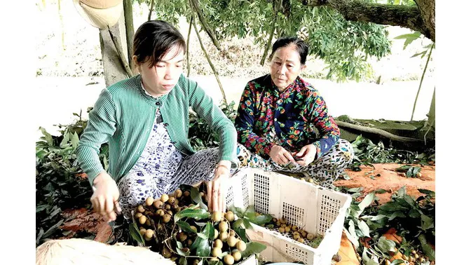 Khai mạc tuần hàng đặc sản Đồng Tháp tại TPHCM