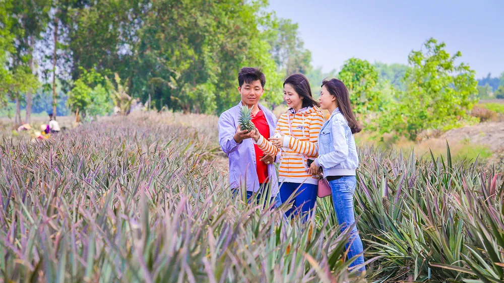 Khai thác du lịch vùng trồng khóm Cầu Đúc