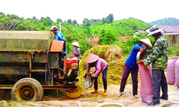 Giải pháp lâu dài cho “gạo ngon nhất thế giới”