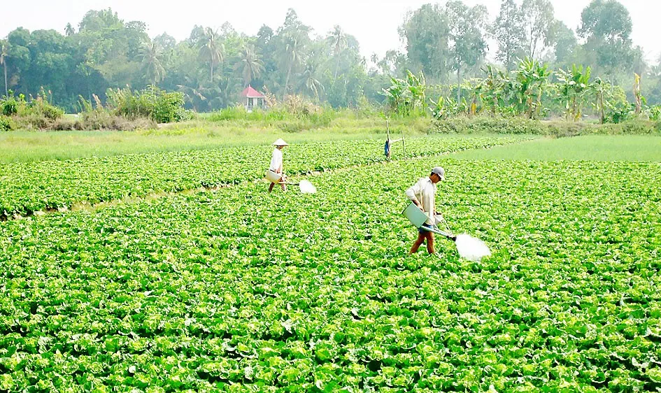 Đẩy mạnh chuyển đổi giống cây trồng