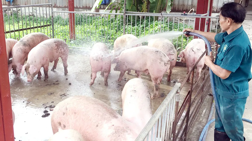 Tái cơ cấu chăn nuôi heo theo hướng an toàn sinh học