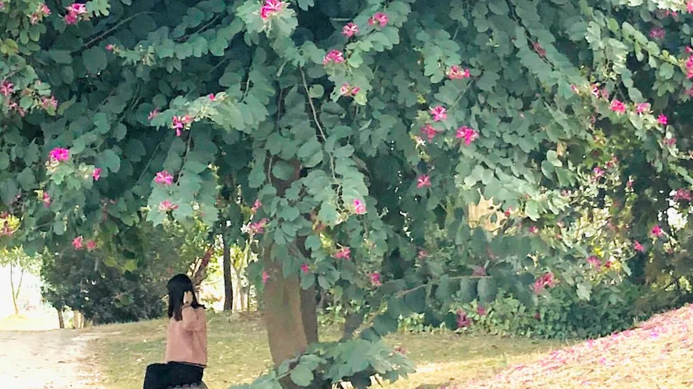 Lối cỏ