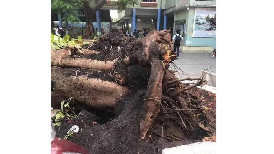Trách nhiệm khi cây xanh trong sân trường gãy đổ