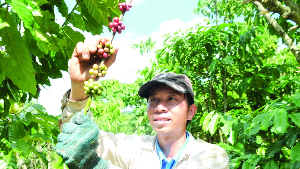 EVFTA có hiệu lực, nhiều cơ hội cho nông nghiệp