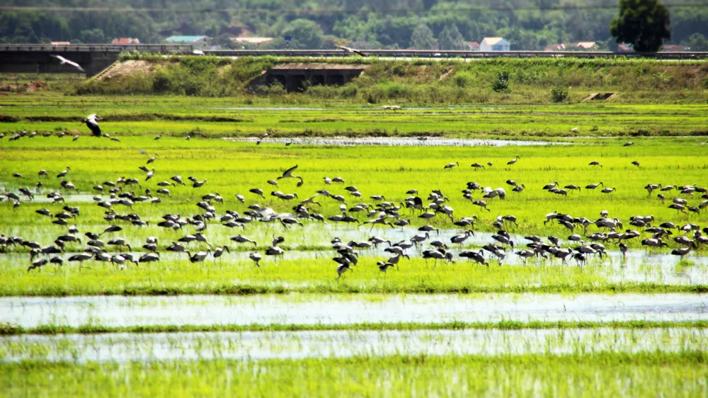 Người ngồi đó nhìn ra cánh đồng