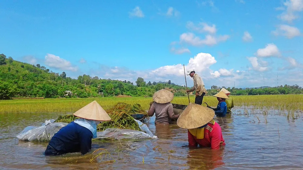 Nhiều giải pháp thích ứng với biến đổi khí hậu