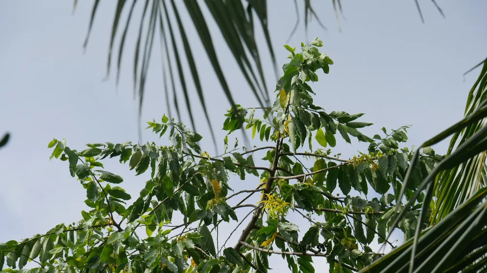 Hoàng lan bên cửa sổ