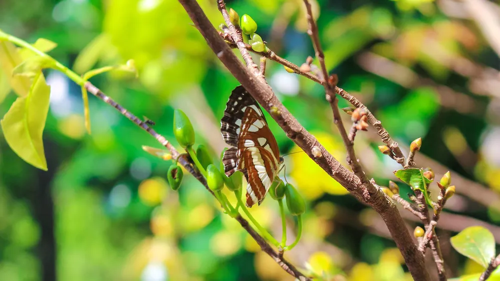 Trông mai ngóng tết 