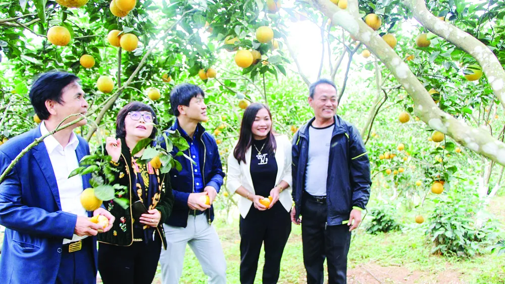 Khách tham quan một mô hình sản xuất nông nghiệp hiệu quả ở huyện Vũ Quang, tỉnh Hà Tĩnh