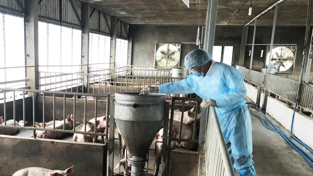 Chờ chính sách hỗ trợ người chăn nuôi