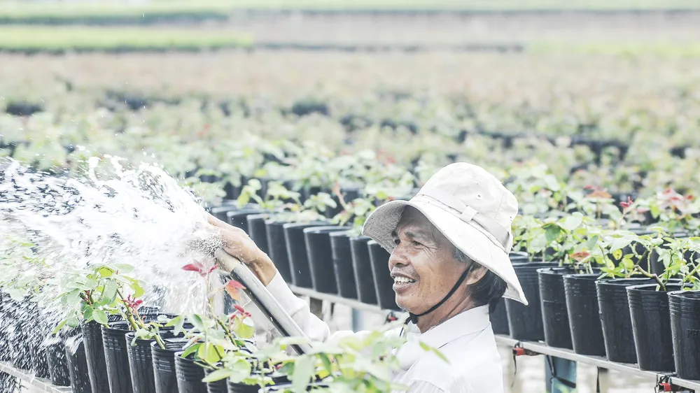 Đồng bằng sông Cửu Long: Giảm số lượng cung ứng hoa kiểng tết