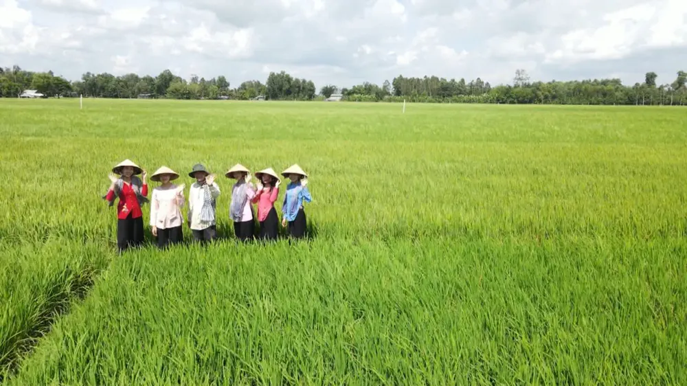 Đẩy mạnh liên kết sản xuất gạo chất lượng cao